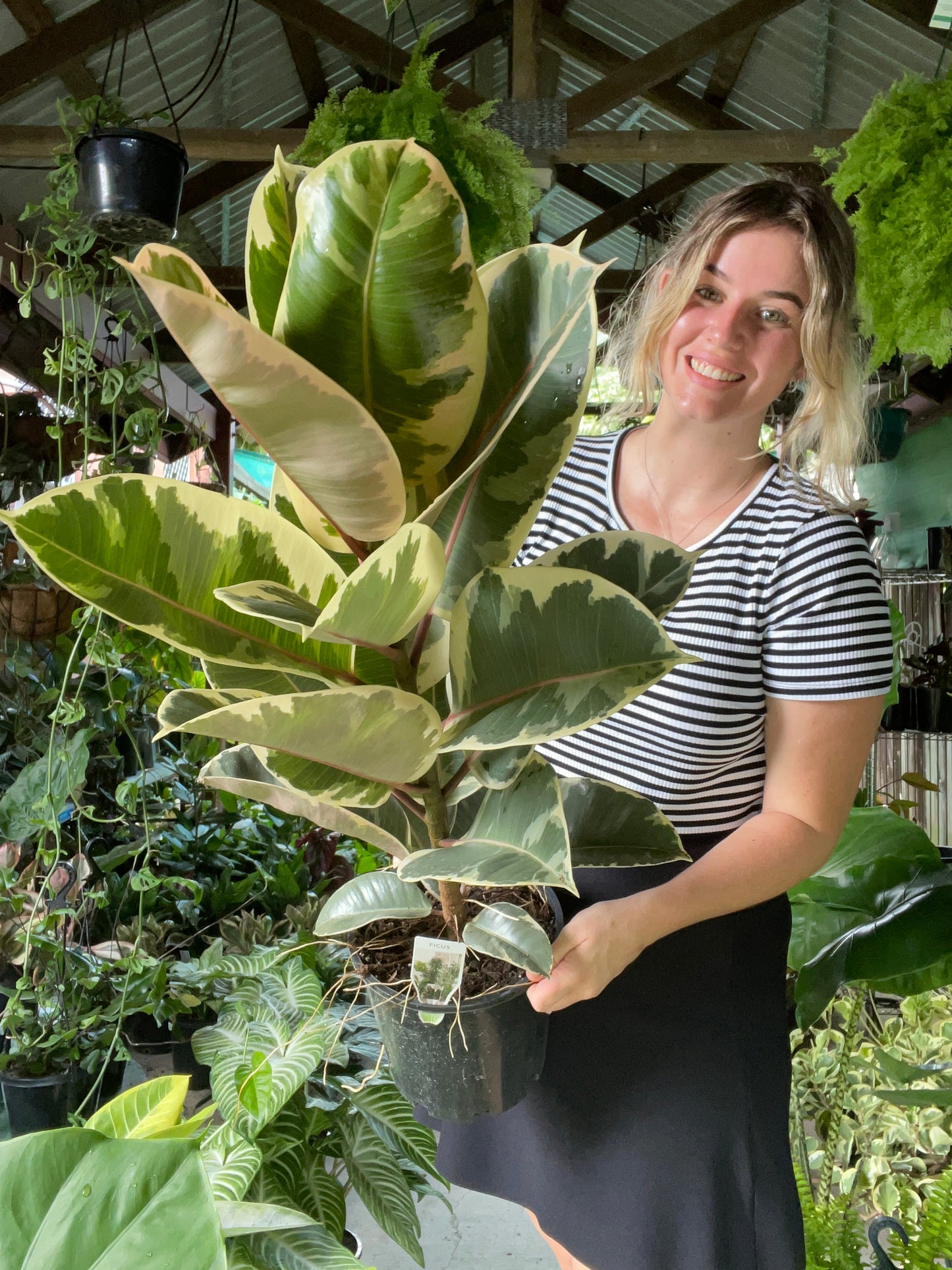 Ficus Tineke