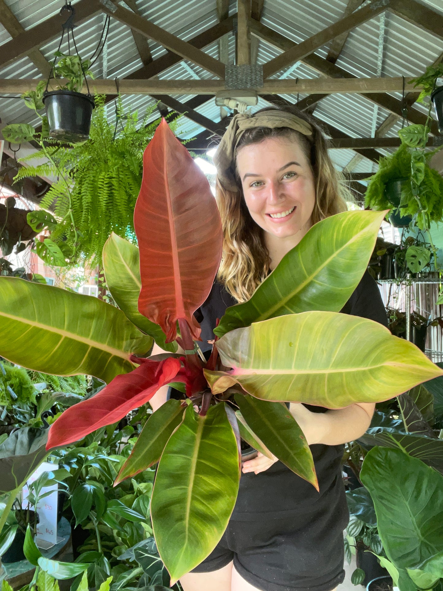 Philodendron Red Sun