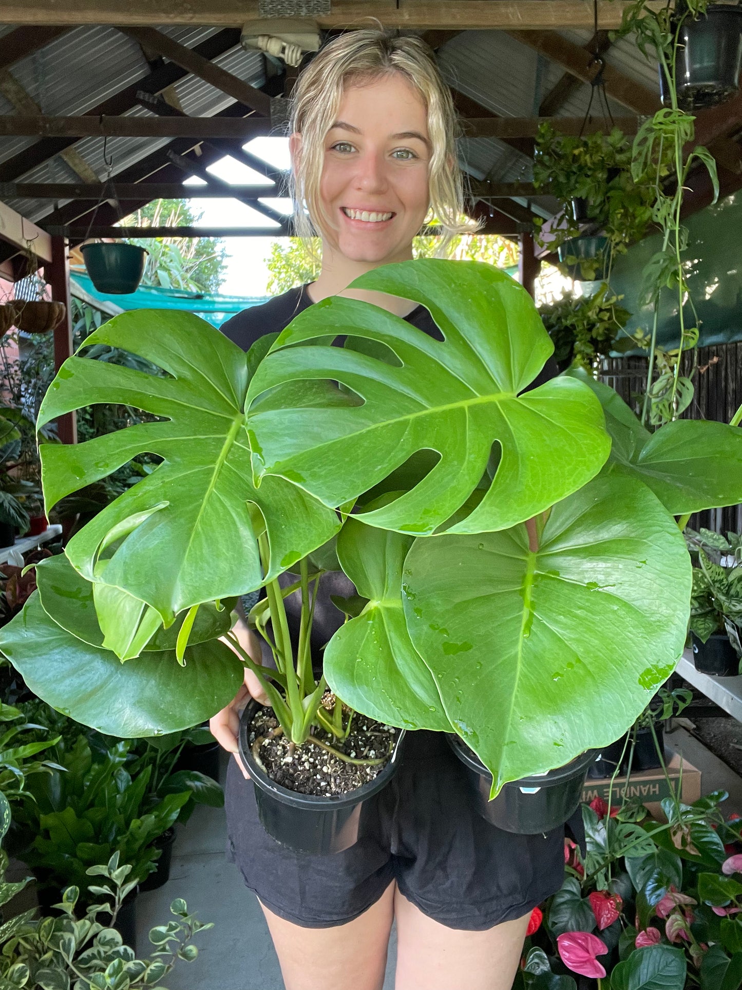 Monstera Deliciosa