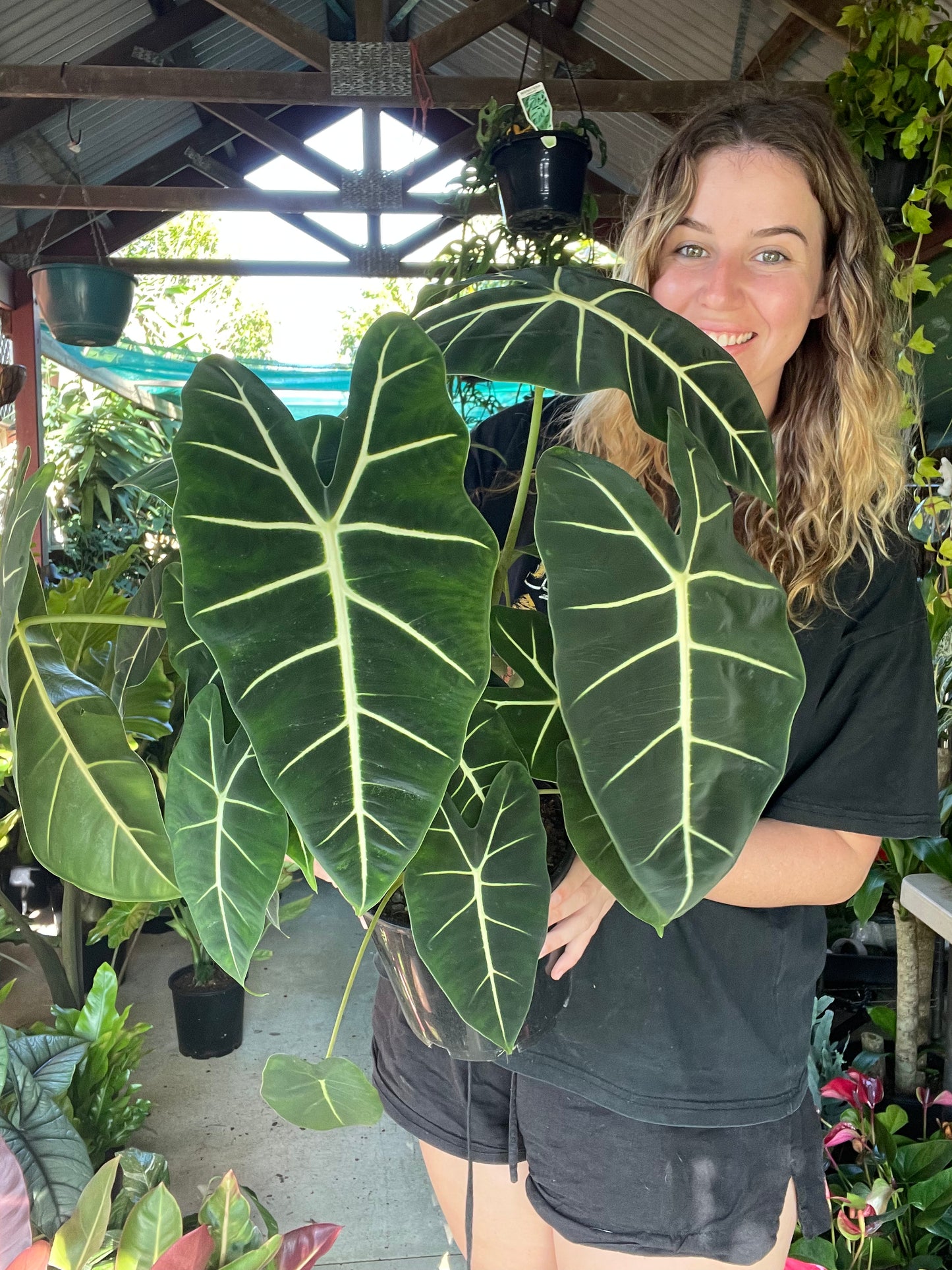Alocasia Green Velvet