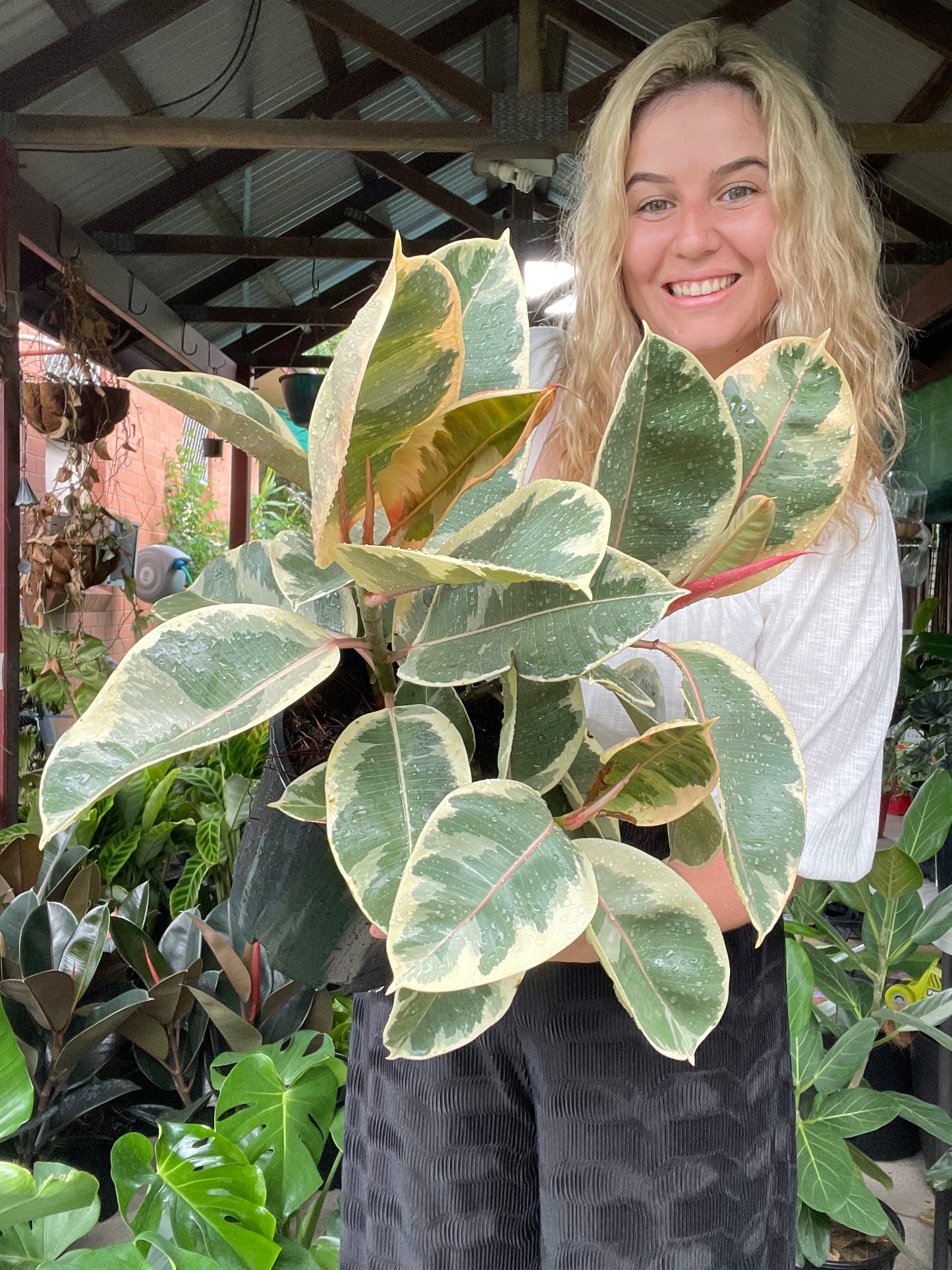 Ficus Tineke