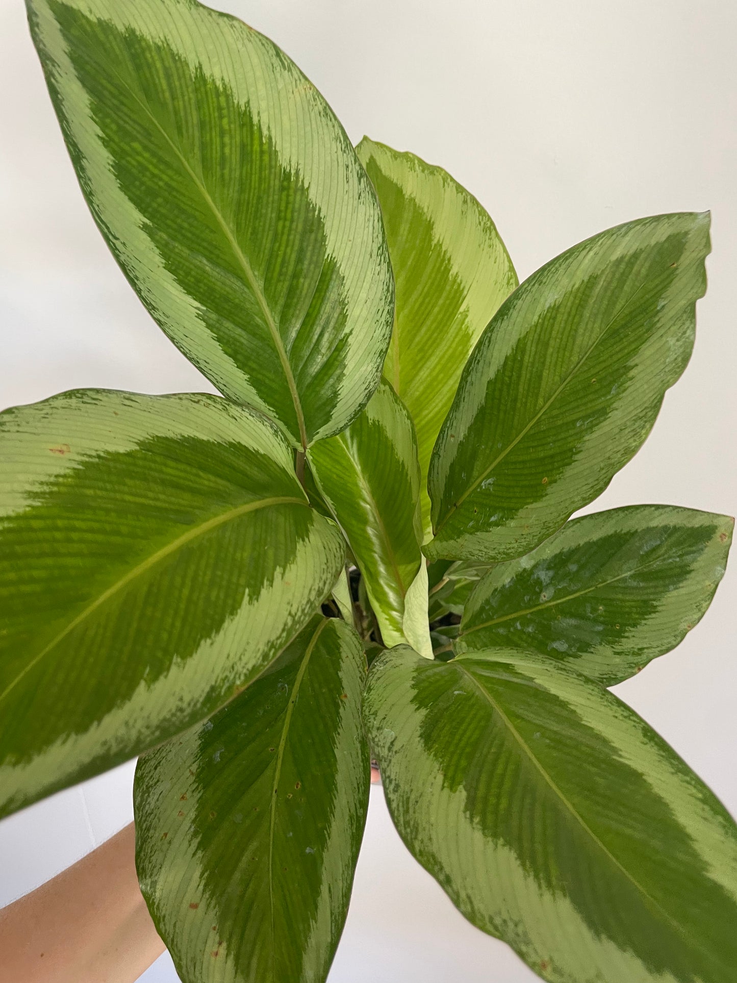 Calathea Bicajoux Pink