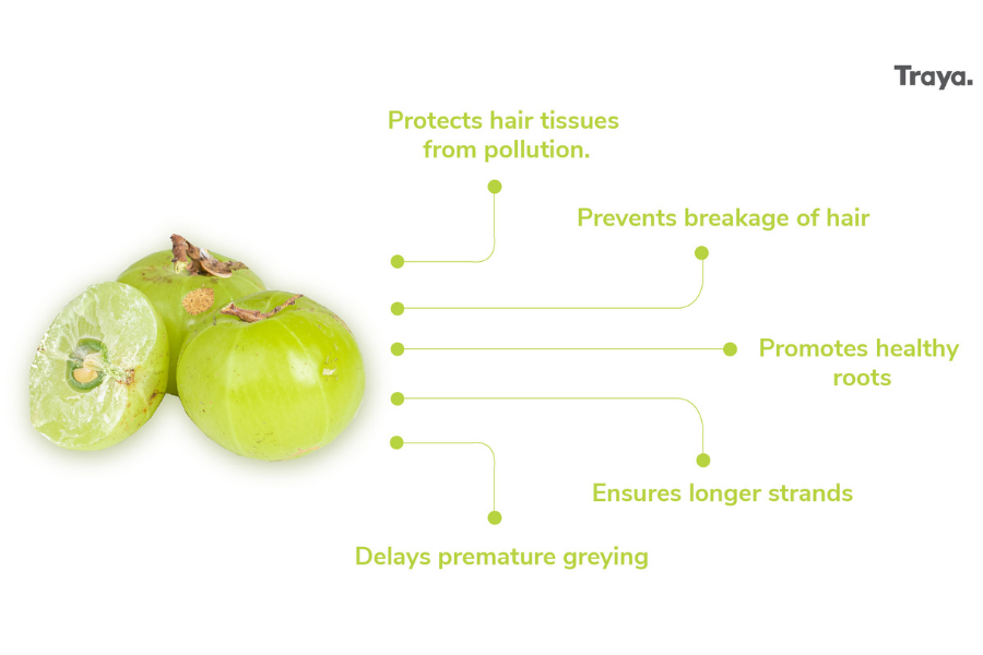 Amla Plant - Health Benefits of Amla Plant – Traya