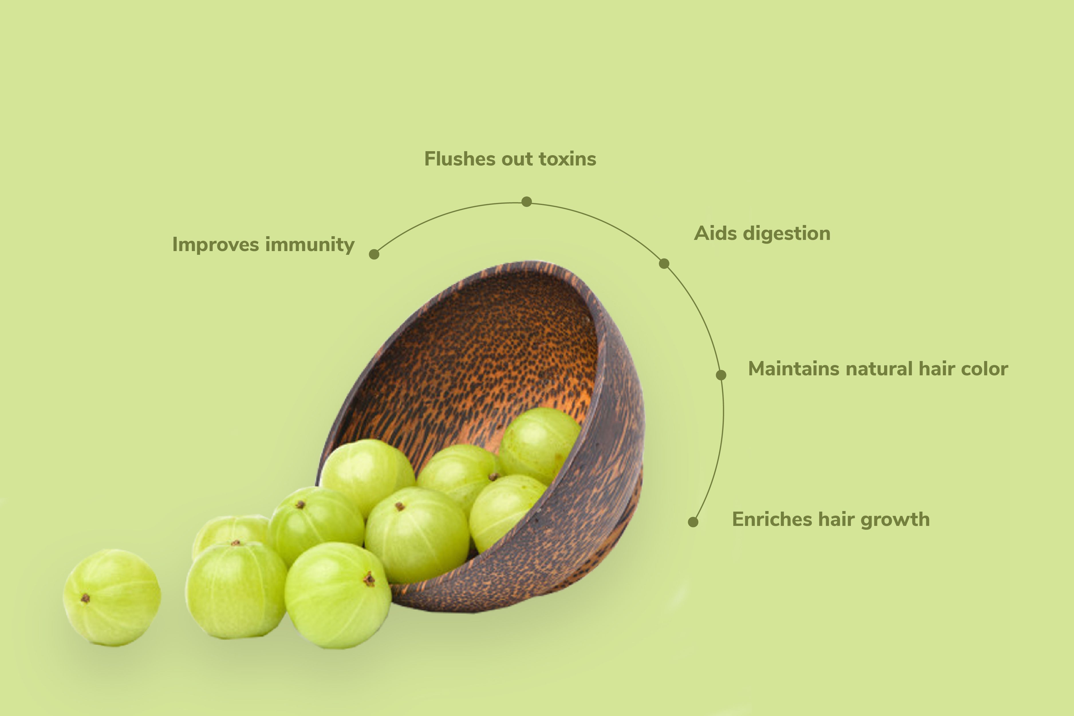 Amla Seed - Uses of Amla Seed Extracts – Traya
