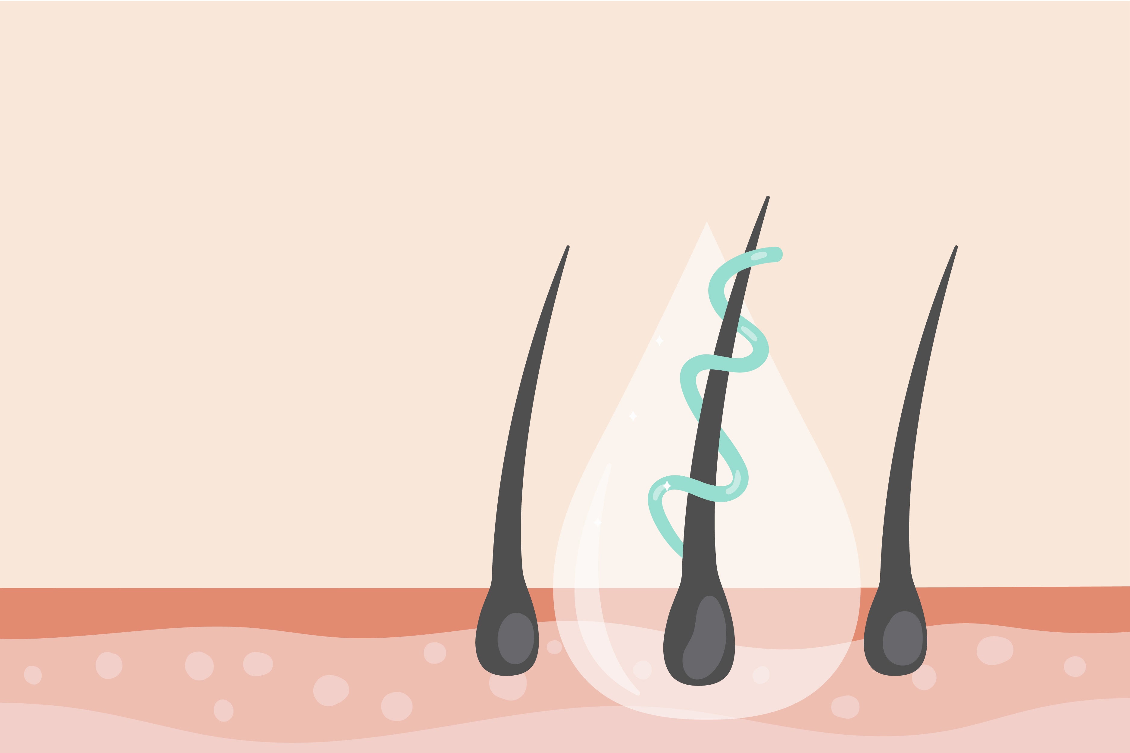 What are hair roots and ways to make them strong?