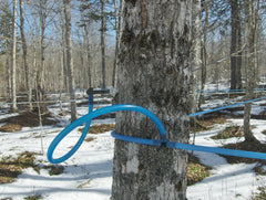 organic maple syrup producing forest practices