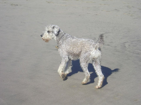 White schnoodle at the beach