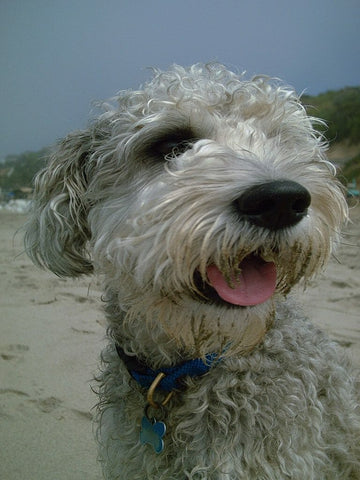 White schnoodle having fun at the beach