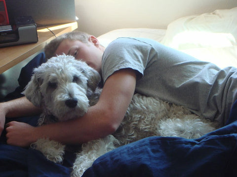 Loyale schnoodle cuddles with owner