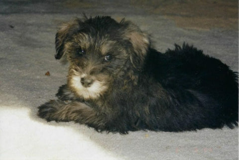 Ten week old schnoodle puppy laying on sand