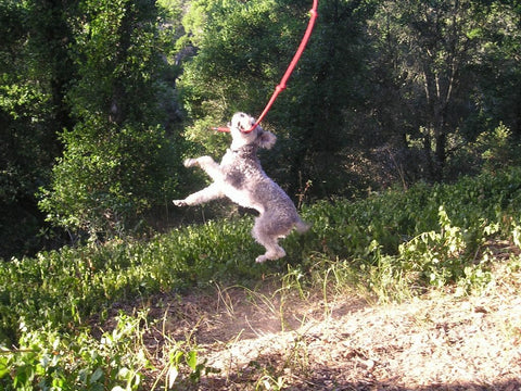 Schnoodle jumping in the air playing with rope swing