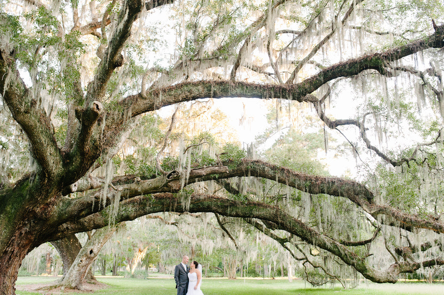 Bride and Groom Under Spanish Moss Covered Trees | Plantation Wedding in Charleston | Riverland Studios