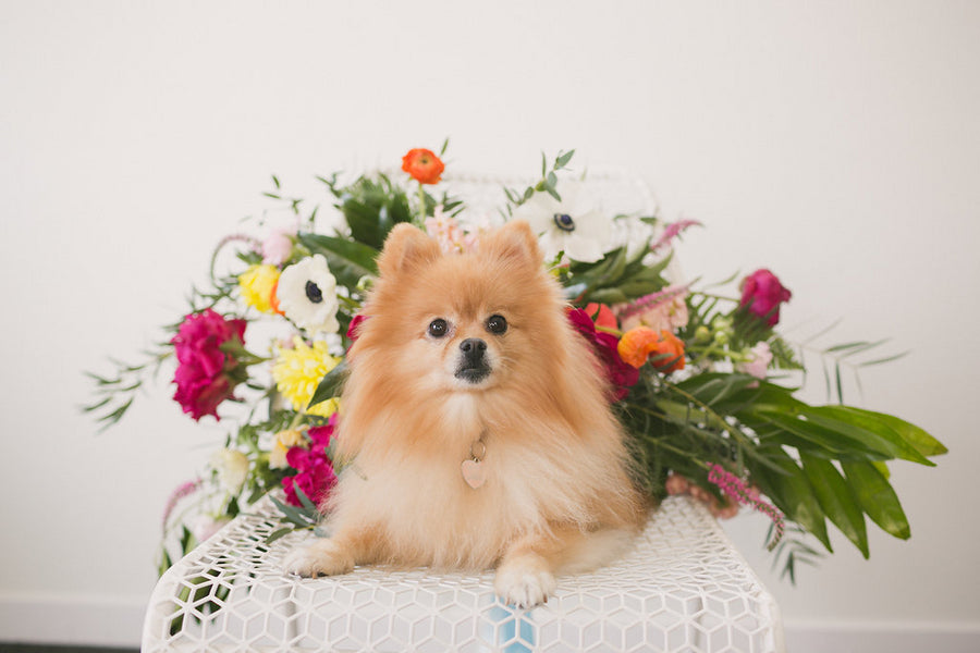 Pomeranian Flower Girl | 6 Dogs Who Stole the Show | Ampersand Studios | Kate Aspen
