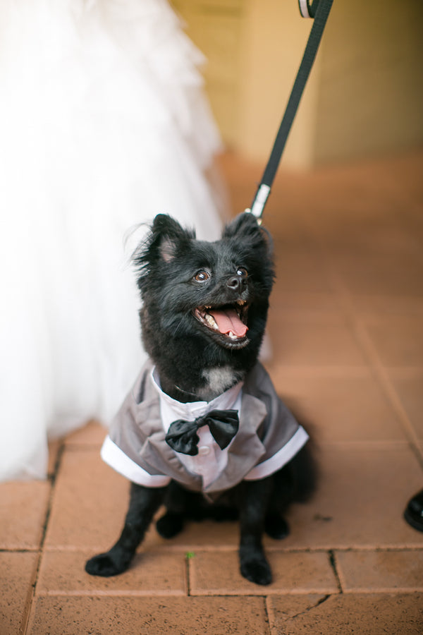 Dog Ring Bearer | 6 Dogs Who Stole the Show | Claudette Montero Photography | Kate Aspen