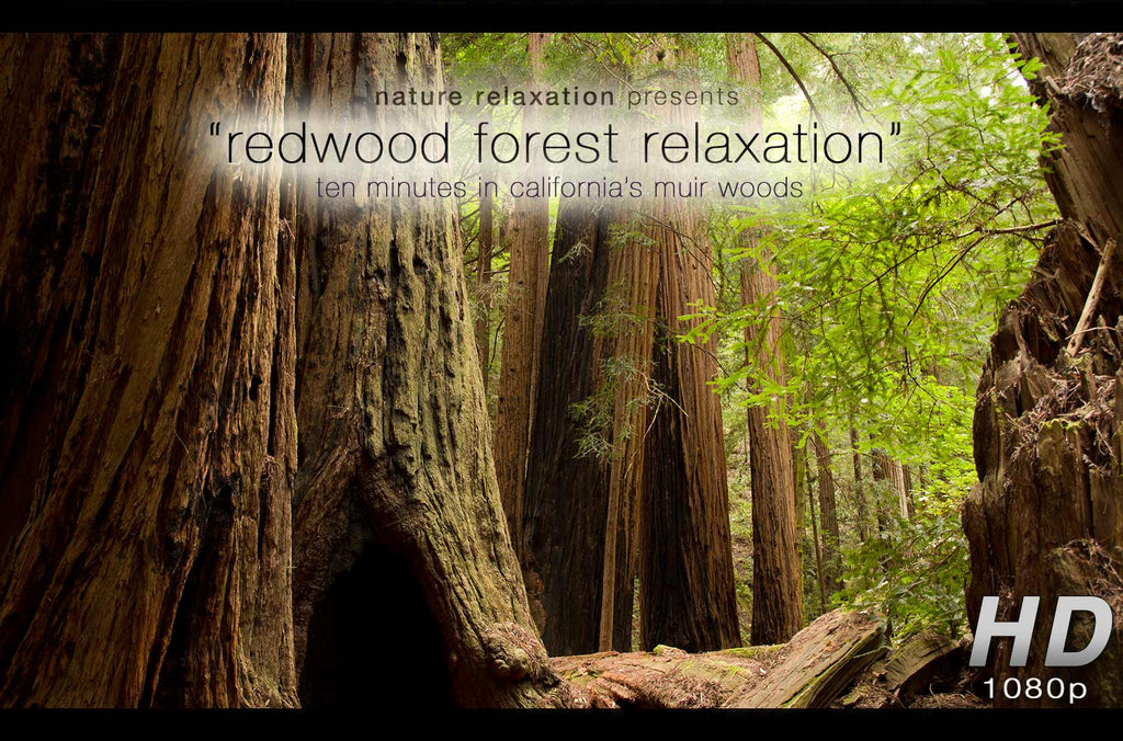"redwood forest relaxation" healing 10 minute nature relaxation