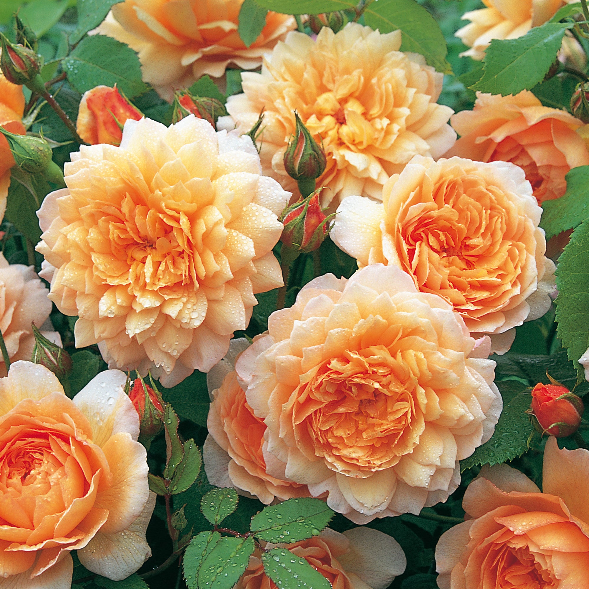 grace-english-standard-rose-david-austin-roses