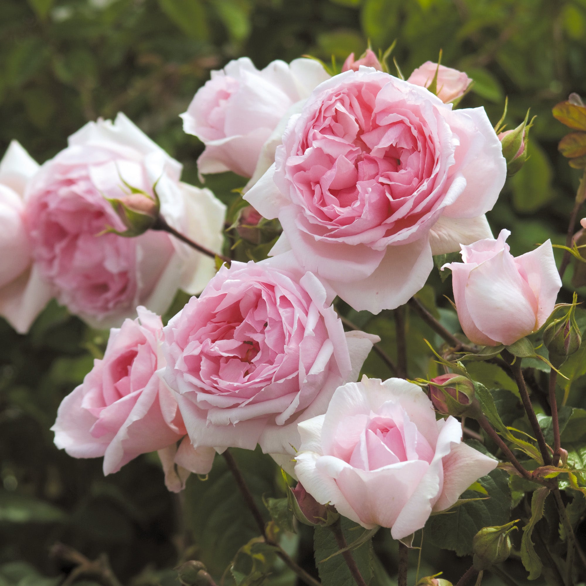 The Wedgwood Rose | English Climbing Rose | David Austin Roses
