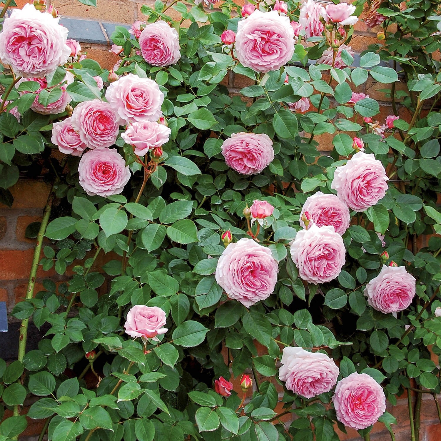 david austin planting climbing roses