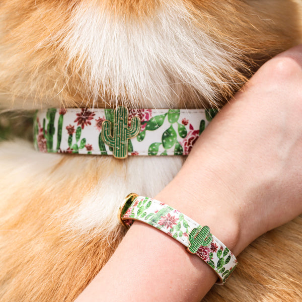 dog collar and bracelet