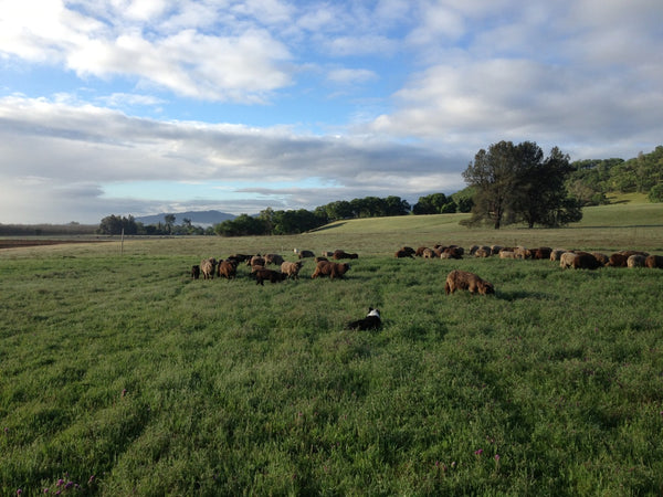 Sally's Flock