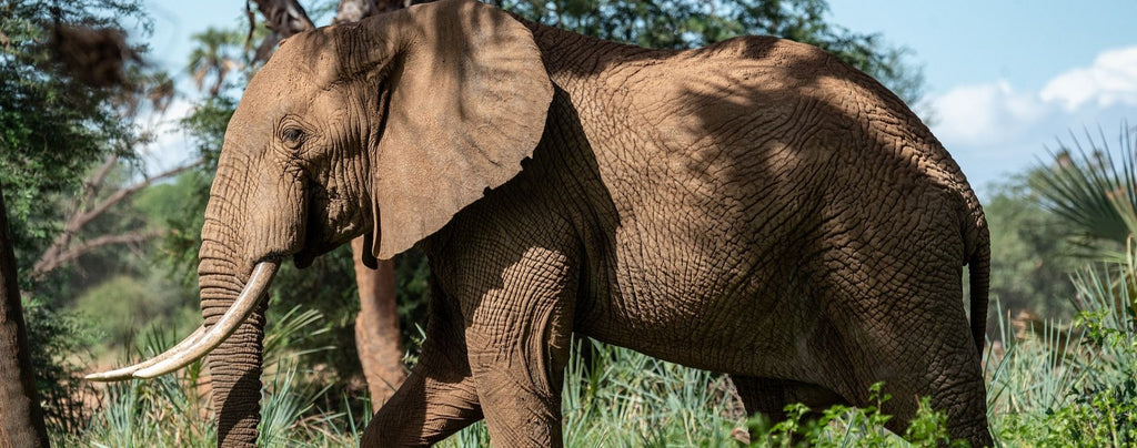 La lutte de tous : sauver les éléphants