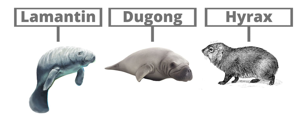 Famille Lamantin Dugong et Hyrax