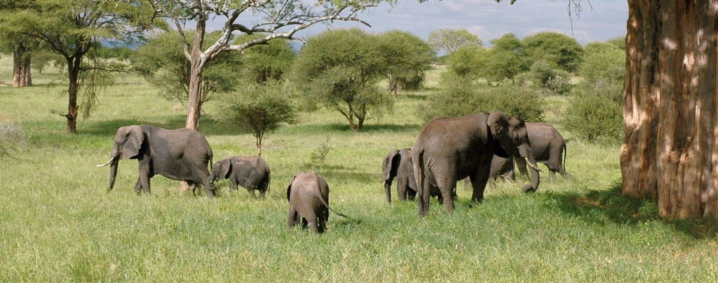 Population éléphant afrique