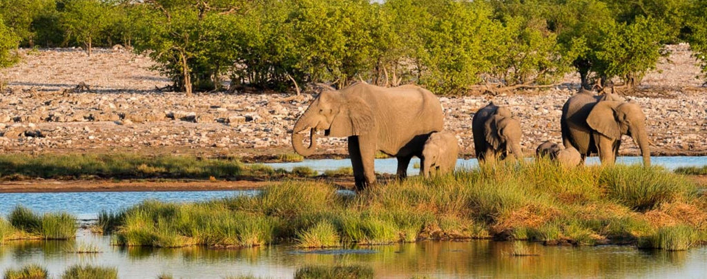 Parc national d'Etosha