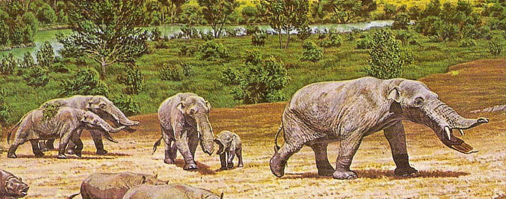 Platybelodon