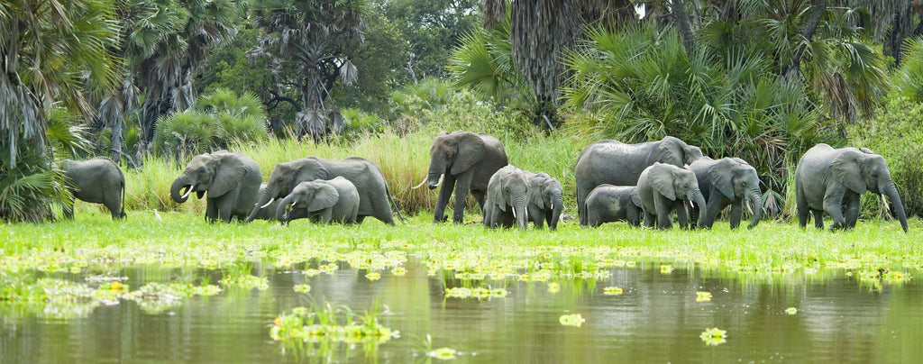 Réserve de chasse de Selous