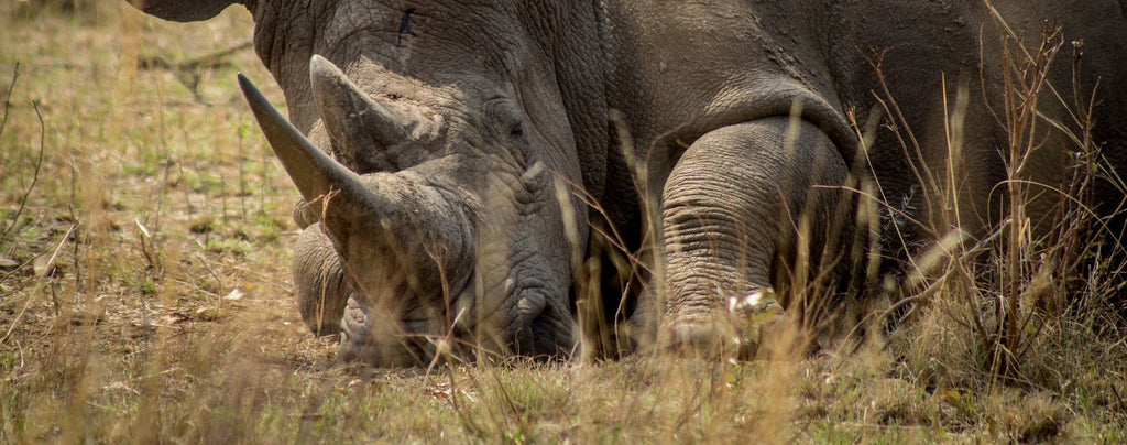 Chasse éléphant