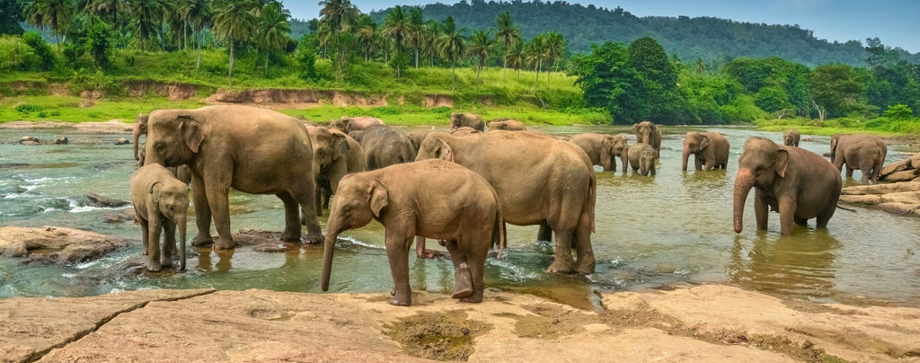 cinq meilleures destinations pour observer les éléphants dans la nature.