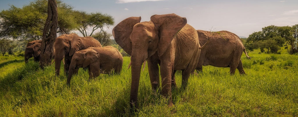 Éléphant qui bat des oreilles