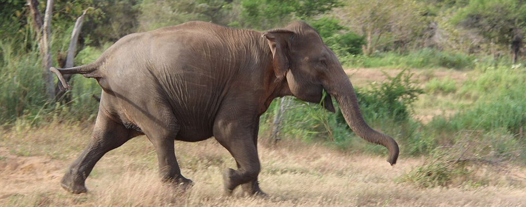 Marche de l'éléphant