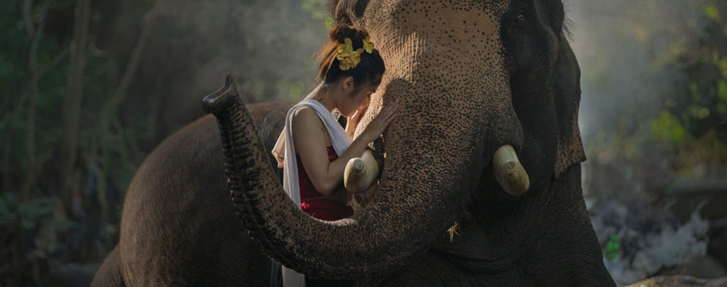 Rêver de donner à manger à un éléphant