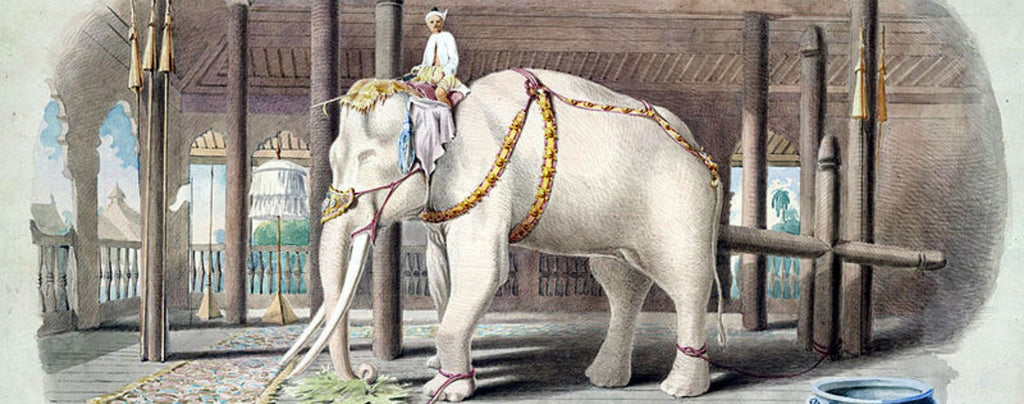 Rêver d'un éléphant blanc