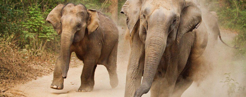 vitesse éléphant d'asie