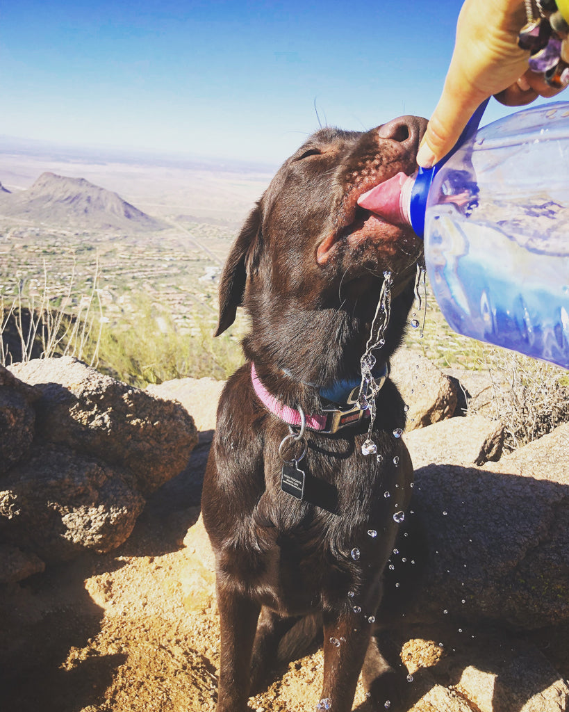 chocolate lab puppy drinking water on the trail water drops with a mountain view