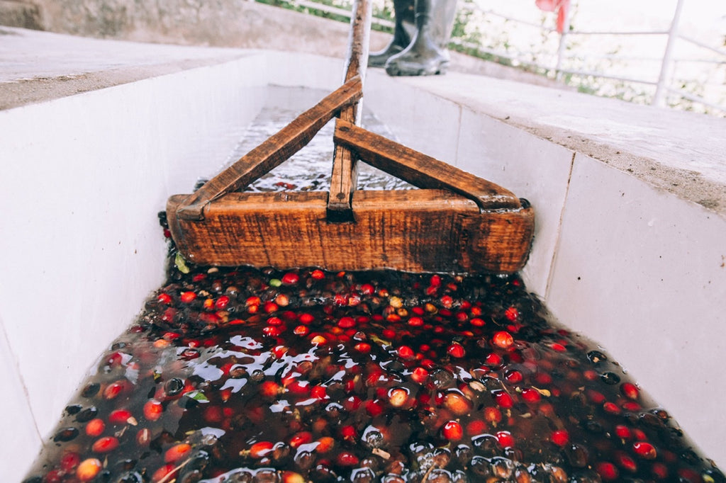 Fresh coffee bean processing 