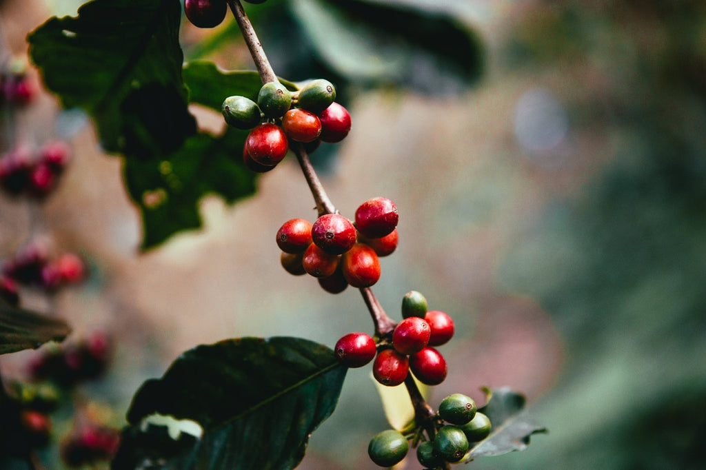 Coffee fruit the way it grows