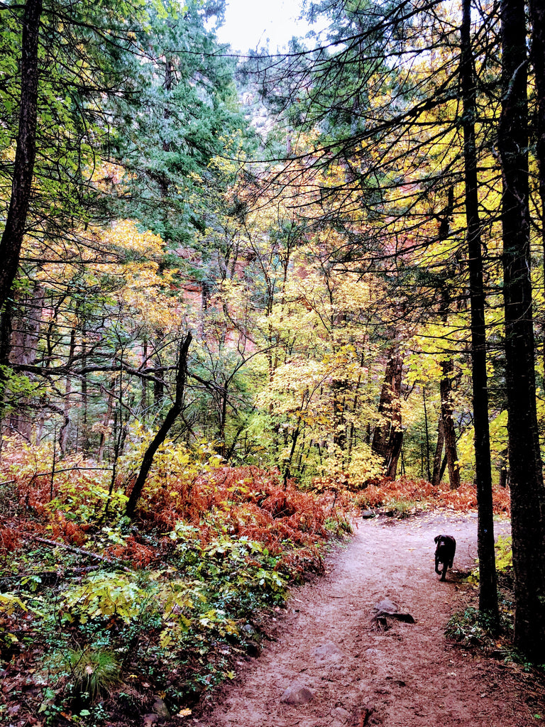 Vibrant Fall colors in Oak Creek Sedona Arizona