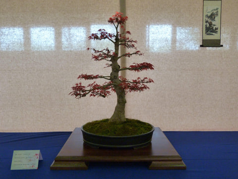 Informal Upright Bonsai Tree