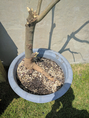 Mimosa Bonsai Tree