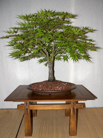 Broom Style Bonsai Tree