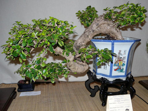 Cascading Bonsai Tree