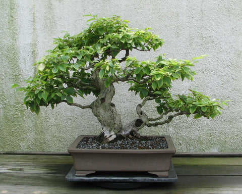 Multi Trunk Bonsai Tree