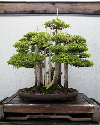Forest Bonsai Tree