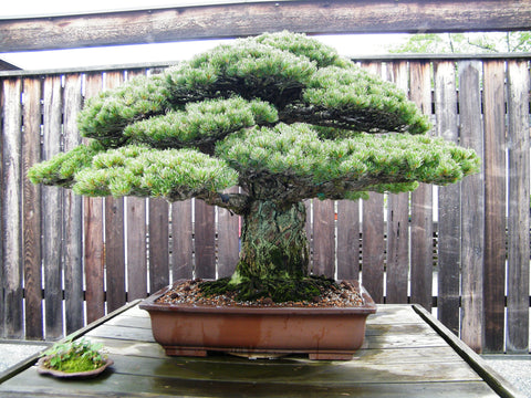 Formal Upright Bonsai Tree
