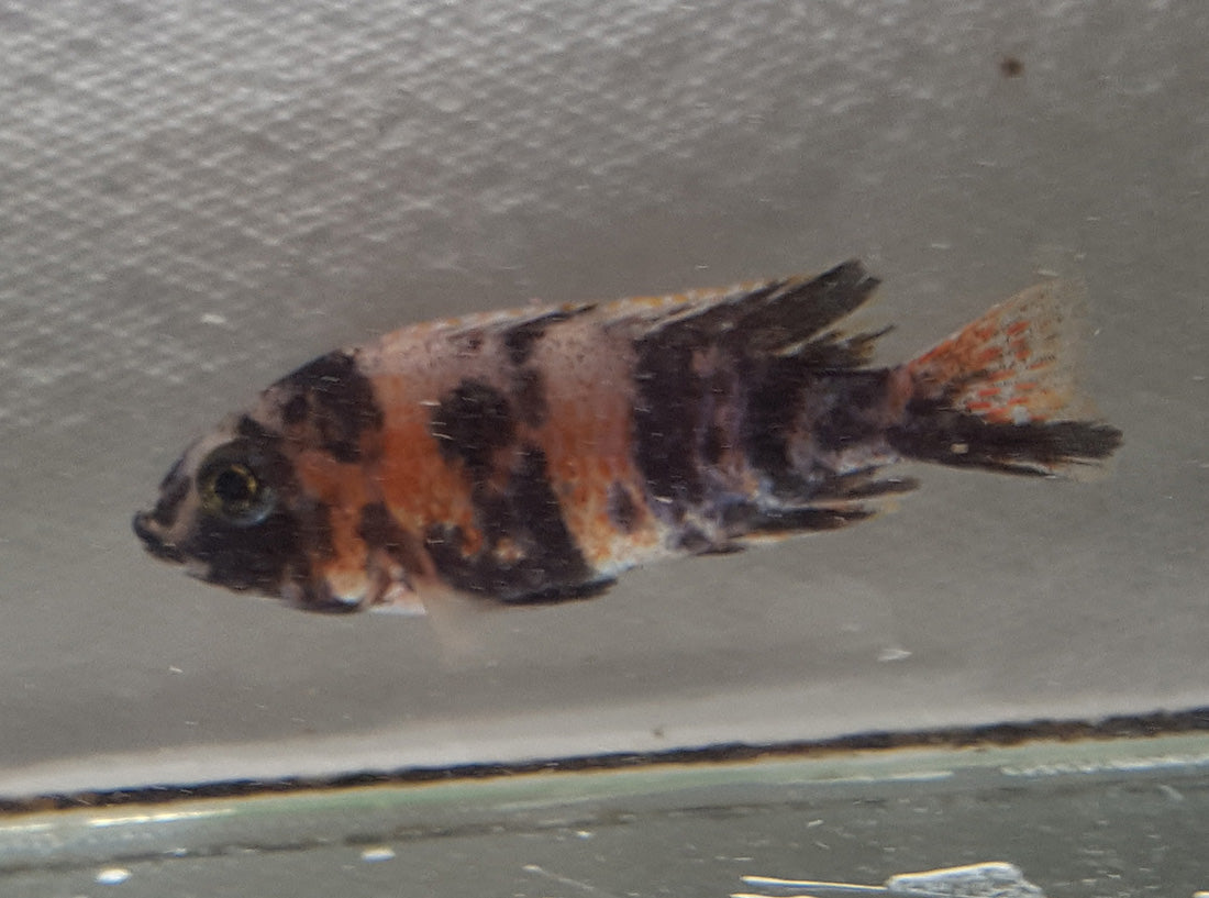 ob peacock cichlid female