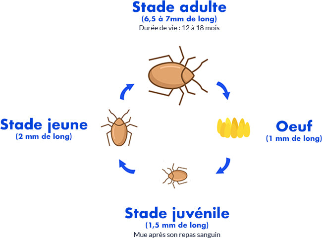 temps eclosion oeuf punaise de lit